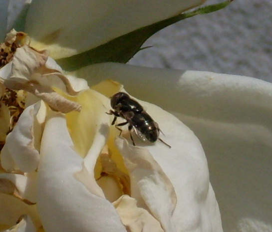 Identificazione dittero